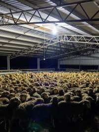 Sheep at Kaladbro Station feedlot - Kaladbro Station is an intensive confinement system (feedlot), housing 8000 sheep in western Victoria. - Captured at Kaladbro Station, Strathdownie VIC Australia.