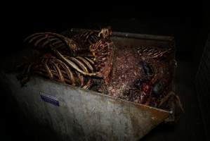 Bin full of bones, body parts and maggots - Captured at Burns Pet Food, Riverstone NSW Australia.