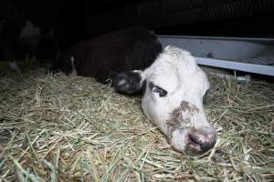 Sick cow - Captured at Wally's Feedlot, Jeir NSW Australia.