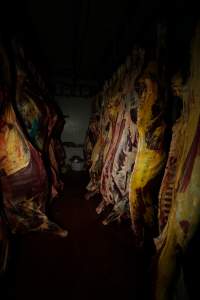 Hanging carcasses in chiller - Captured at Kankool Pet Food, Willow Tree NSW Australia.