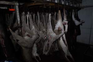 Hanging carcasses in chiller - Captured at Highland Pet Food, Guyra NSW Australia.