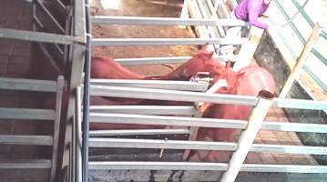 Horses being hit with pipe - Captured at Kankool Pet Food, Willow Tree NSW Australia.