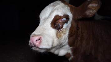 Blind calf - Captured at Wally's Feedlot, Jeir NSW Australia.