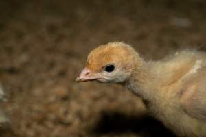 Young turkey - Captured at Numurkah Turkey Supplies - farm and abattoir, Numurkah VIC Australia.