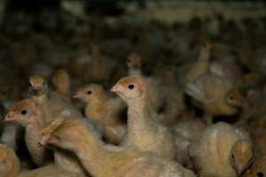 Young turkeys - Captured at Numurkah Turkey Supplies - farm and abattoir, Numurkah VIC Australia.