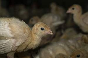 Young turkeys in shed - Captured at Numurkah Turkey Supplies - farm and abattoir, Numurkah VIC Australia.
