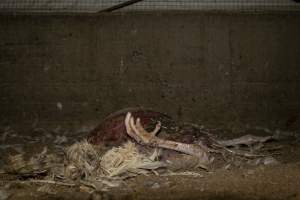 Dead turkey on floor of shed - Captured at Numurkah Turkey Supplies - farm and abattoir, Numurkah VIC Australia.
