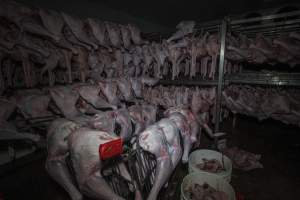 Dead turkeys in chiller room of slaughterhouse - Captured at Numurkah Turkey Supplies - farm and abattoir, Numurkah VIC Australia.
