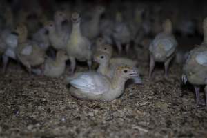 Two week old turkey poults - Captured at Numurkah Turkey Supplies - farm and abattoir, Numurkah VIC Australia.