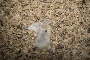 Dead turkey poult found in shed - Captured at Numurkah Turkey Supplies - farm and abattoir, Numurkah VIC Australia.