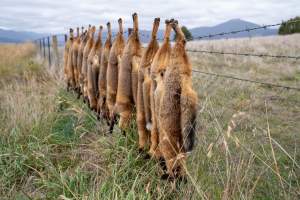 Foxes hanging from barbed wire fence. - Captured at VIC.