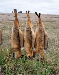 Foxes hanging from barbed wire fence. - Captured at VIC.