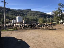 Dairy cows - Captured at Clinton Park Holsteins, Kangaroo Valley NSW Australia.