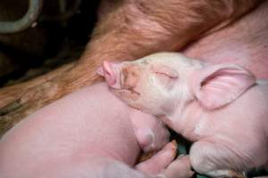 Sleeping piglet. - A piglet sleeps rests their head on their sibling as they sleep. - Captured at Midland Bacon, Carag Carag VIC Australia.
