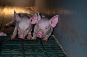 Piglets - Two piglet siblings lay side by side in a farrowing crate. - Captured at Midland Bacon, Carag Carag VIC Australia.