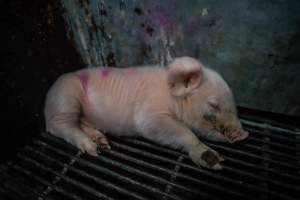 Boen Boe Farrowing Shed - Sick piglet - Captured at Boen Boe Stud Piggery, Joadja NSW Australia.