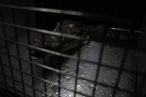 Crocodile in cage - Hidden crocodile farm at Crocodylus Park & Zoo - Captured at Crocodylus Park, Knuckey Lagoon NT Australia.
