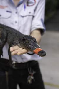 Crocodile with mouth taped at zoo - Captured at Crocodylus Park, Knuckey Lagoon NT Australia.