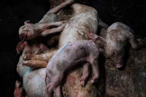 Pig farm investigation in Sweden between 2019-2020