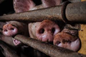 Pig farm investigation in Sweden between 2019-2020