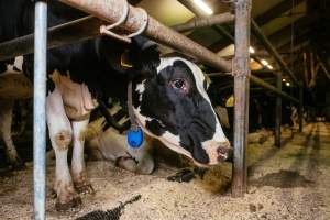 Dairy farms taken between 2019-2021