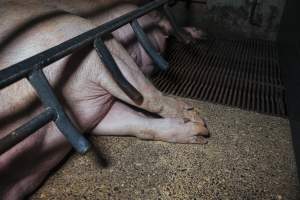 Pig Farm Spain - Pig farms in Spain taken in 2020