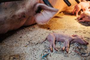 Pig Farm Spain - Pig farms in Spain taken in 2020