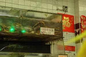 CW Seafood and Meat Market - Photo captured at CW Seafood and Meat Market in NYC. Photos show various sea life including freshwater life being sold illegally for their flesh.