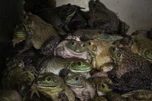 CW Seafood and Meat Market - Photos taken at CW Seafood and Meat Market, a place that illegally sells Bullfrogs and Turtles for slaughter.