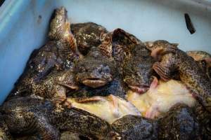 CW Seafood and Meat Market - Photos taken at CW Seafood and Meat Market, a place that illegally sells Bullfrogs and Turtles for slaughter.