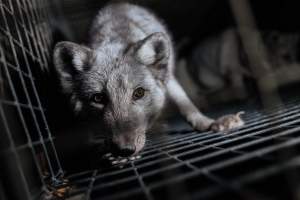 Fur farms - investigation inside fur farms in Poland