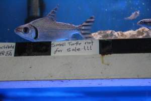 New Lucky Fish Aquarium & Pet Supply - Photos taken at New Lucky Fish Aquarium & Pet Supply in Brooklyn, New York.