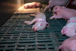 Dead piglet in farrowing crate - Captured at Midland Bacon, Carag Carag VIC Australia.