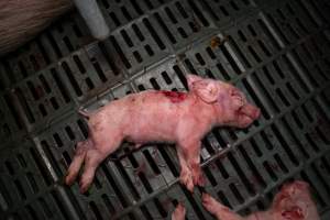 Dying piglet with flesh wound on back - In farrowing crate - Captured at Midland Bacon, Carag Carag VIC Australia.