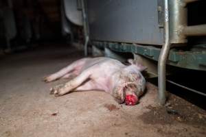 Dead piglet in front of farrowing crate - Captured at Midland Bacon, Carag Carag VIC Australia.