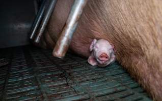Piglet crushed underneath mother in farrowing crate - Captured at Midland Bacon, Carag Carag VIC Australia.