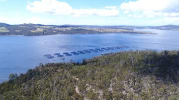 Drone flyover of offshore salmon farm - Floating sea cages containing farmed salmon. - Captured at Peartree Bay Salmon Farm, Coningham TAS Australia.