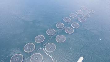 Drone flyover of offshore salmon farm - Floating sea cages containing farmed salmon. - Captured at Peartree Bay Salmon Farm, Coningham TAS Australia.
