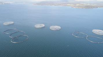 Drone flyover of offshore salmon farm - Floating sea cages containing farmed salmon, off Barretts Bay, near Police Point, Tasmania. - Captured at Huon Salmon Farm, Police Point TAS Australia.