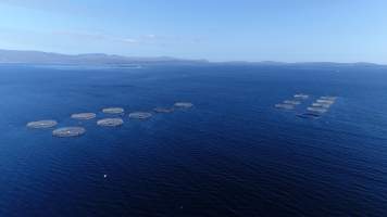 Drone flyover of offshore salmon farm - Floating sea cages containing farmed salmon, off the coast of Roaring Bay Beach, near Dover, Tasmania. - Captured at Unknown fish farm, Surveyors Bay TAS Australia.