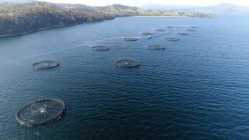 Drone flyover of offshore salmon farm - Floating sea cages containing farmed salmon, off the coast of Roaring Bay Beach, near Dover, Tasmania. - Captured at Unknown fish farm, Dover TAS Australia.