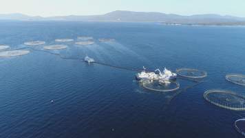 Drone flyover of offshore salmon farm - Floating sea cages containing farmed salmon, off the coast of Bruny Island, Tasmania.