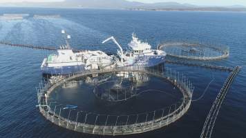 Drone flyover of offshore salmon farm - Floating sea cages containing farmed salmon, off the coast of Bruny Island, Tasmania.