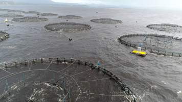 Drone flyover of offshore salmon farm - Floating sea cages containing farmed salmon, in Macquarie Harbour, near Strahan, Tasmania. - Captured at TAS.
