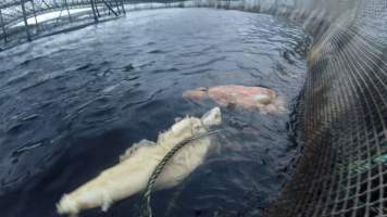 Dead salmon floating at top of sea cage farm - Macquarie Harbour, Tasmania. Still captured from video footage.
