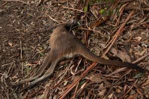 Kangaroo hit by a car - Captured at SA.