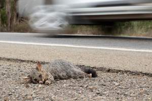 Possum hit by a car - Captured at SA.