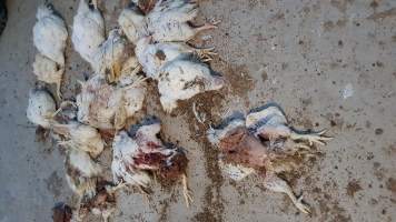 ProTen Broiler Farm - Photos of Dead Birds - Disfigured Mortalities on ProTen farm