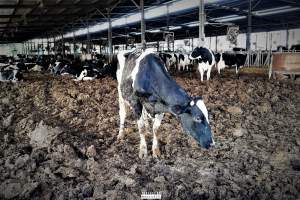 Dairy Farm, Ashdod, Israel. - Photos from a big dairy farm in a kibbutz in Ashdod, Israel. February 2020.