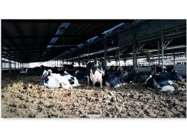 Dairy Farm, Ashdod, Israel. - Photos from a big dairy farm in a kibbutz in Ashdod, Israel. February 2020.